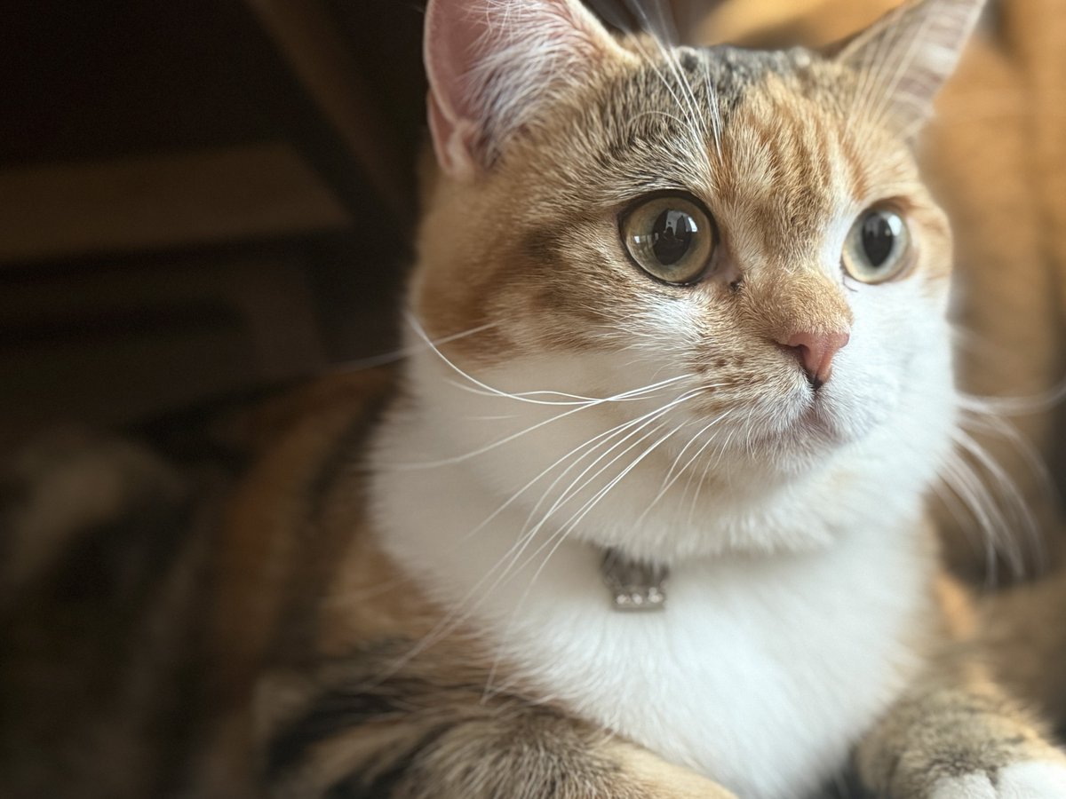 カド吉🥑南4も13b (@Eche_Gluck) / Highlights / X