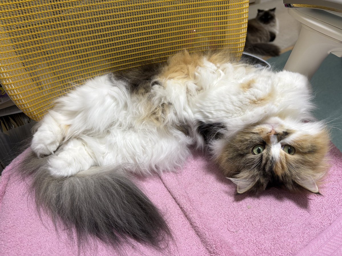 琴さんの定位置はココ。
私の椅子の上😸
#RPA猫部 #UiPathFriends