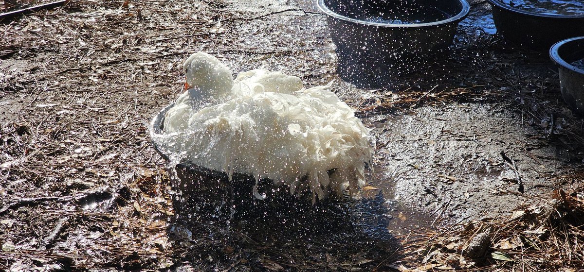 CheeseAcresFarm's tweet photo. @CheeseAcresFarm  #sebastapolgeese #beautiful https://t.co/apGCc5TUMN