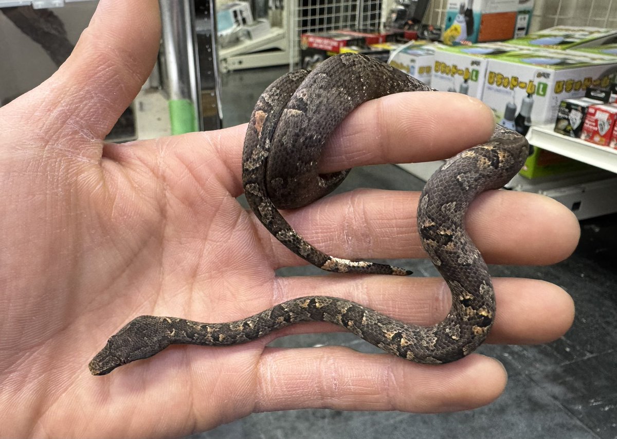 本日も13時よりオープンです‼️ ご来店お待ちしております〜 ブログ未