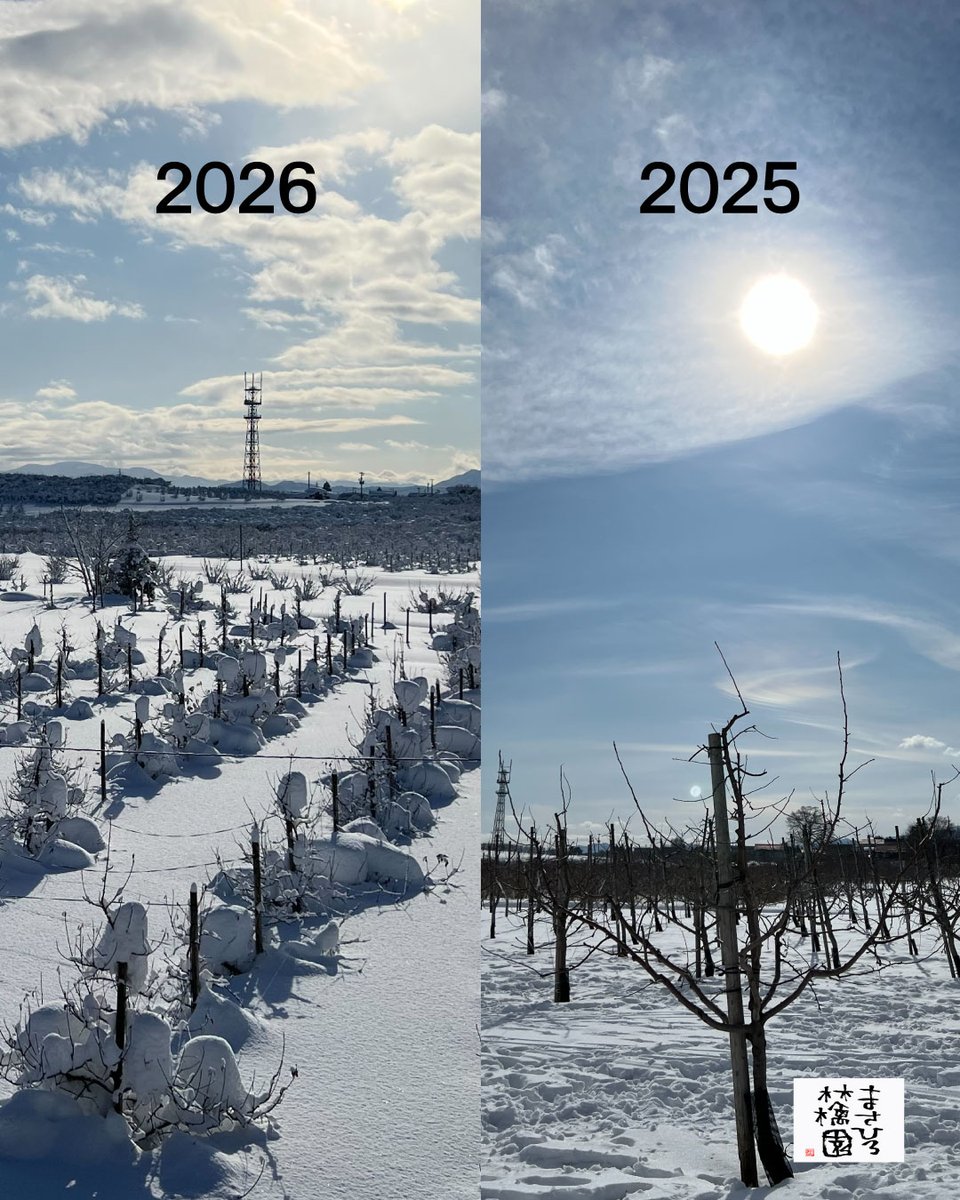 改めて大雪だった昨年の写真を見返すと、木の上や周りが今年に比べて
