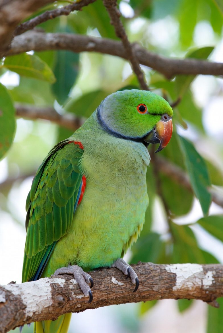 空投来了
老规矩，规则不变，如下👇

抽奖🎟️ 抽奖 

✅ 每人1亿枚🦜币 $NIAO
   
💹100000000 🦜

一键三连，转发 点赞 留下BSC地址