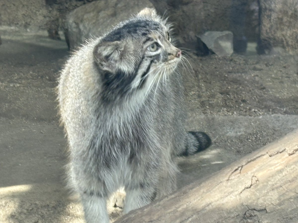 みにゃかさん🍊 (@mitaka_doooon) / Posts / X