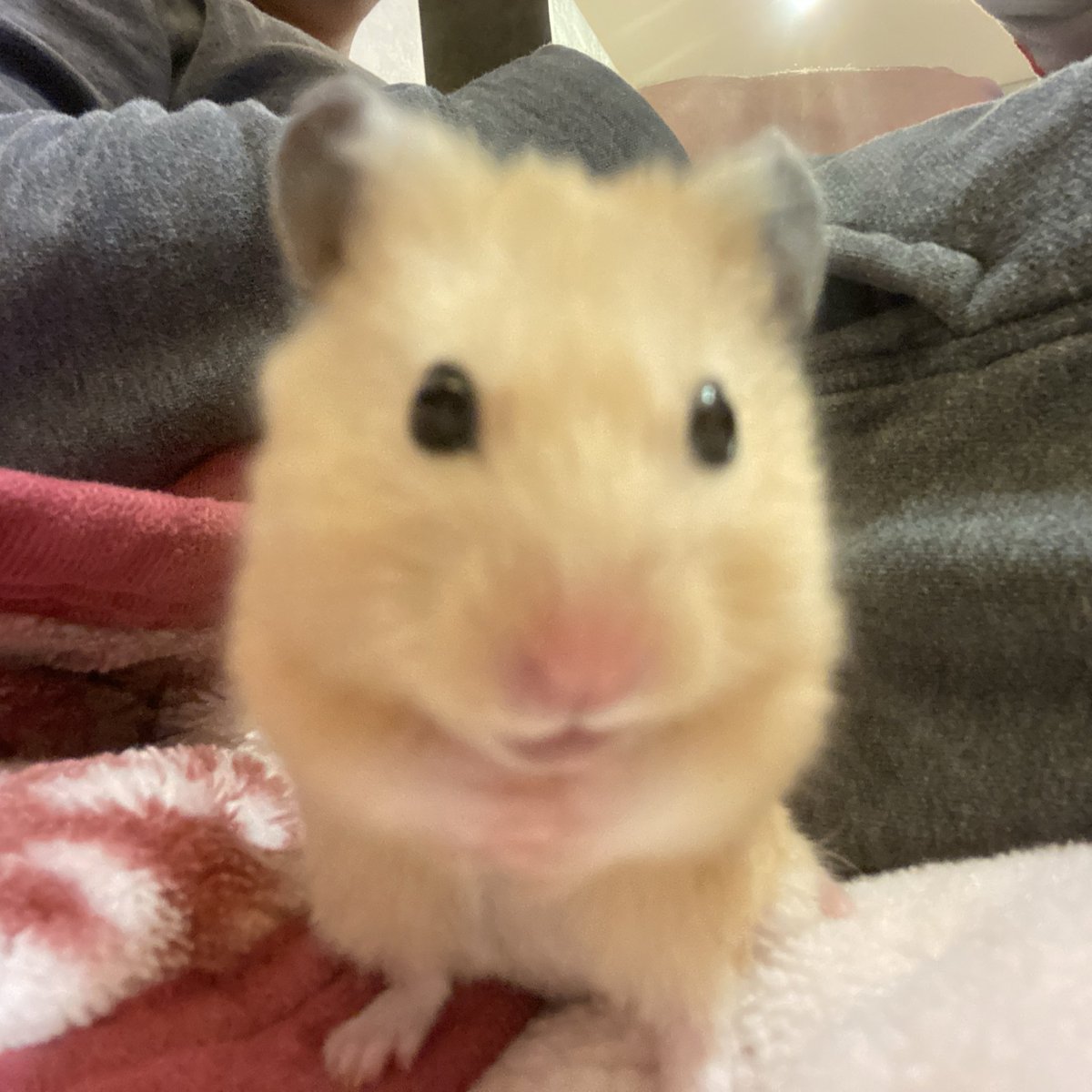 あの〜🙌
ﾎﾞｸにピント合ってまちゅか？

#ハムスター