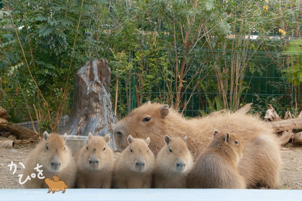 カピバラ㌠ (@capivara123) / Posts / X
