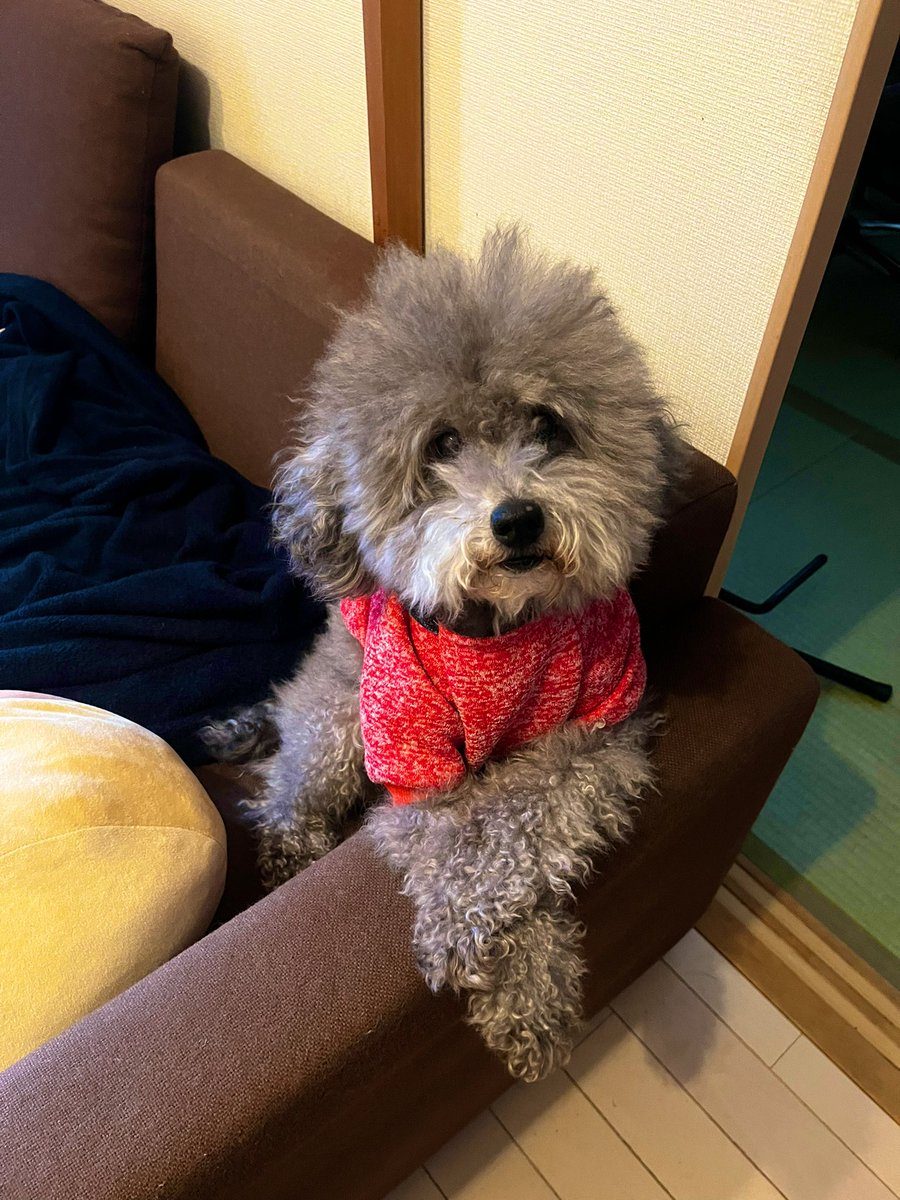 shinichitsuruta's tweet image. あんな
芸事なんてもんは
こっちがやろう
むこうがきこう
おんなじ気持ちになって
出来上がるもんやで
まぁ、知らんけど。

#犬の小言シリーズ🐶