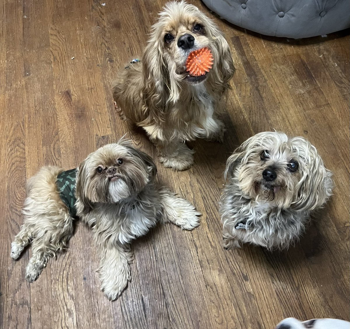 THE HERD HOUSE tweet media