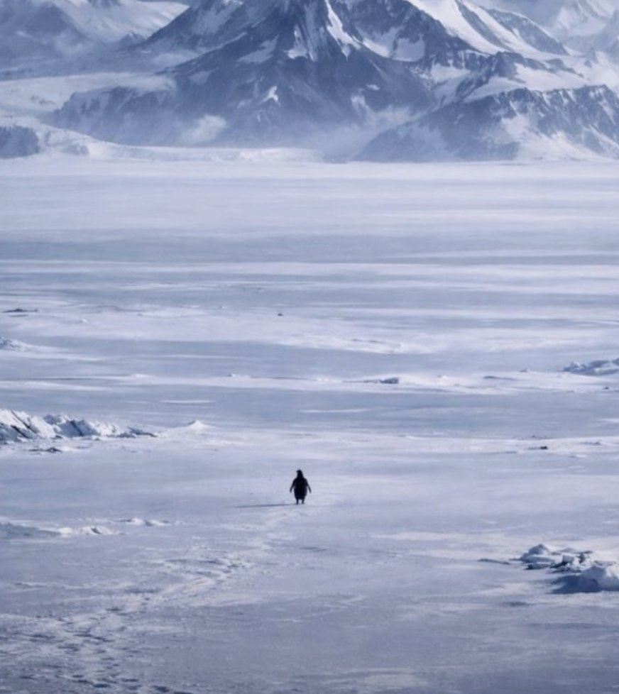 memoryandtruth's tweet photo. There is the Penguin

And there is everybody else.

Be the Penguin. https://t.co/g1iTstUdLm