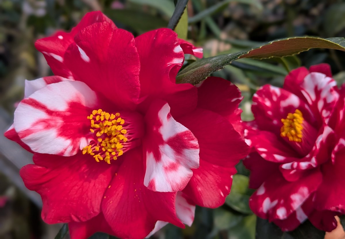 明日2月11日(水曜日) 椿展 開園です。 ファイヤーダンスV 花径12cm 2