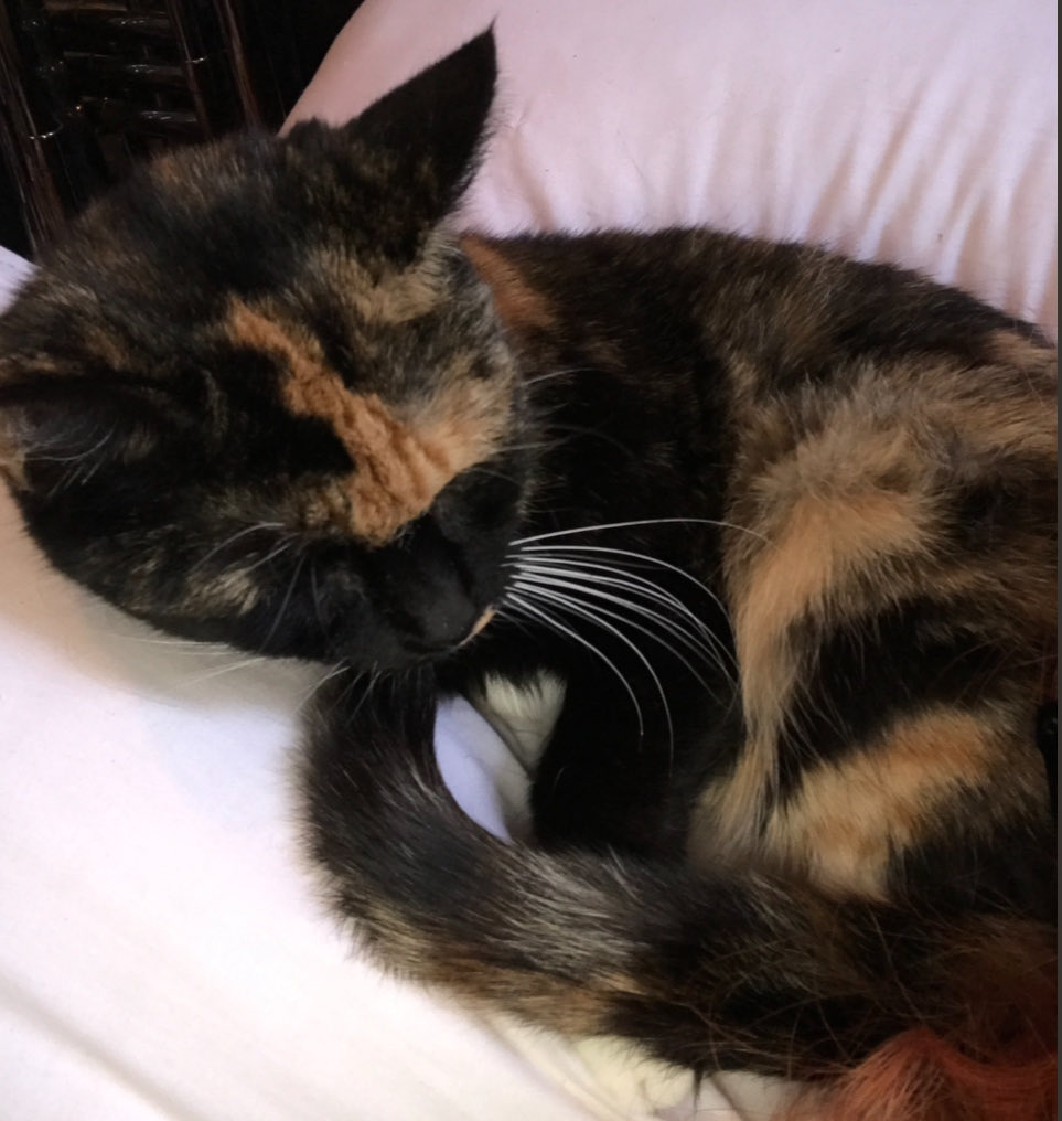 secondgen's tweet photo. goodbye my sweetheart https://t.co/zd8KAUrN0r
