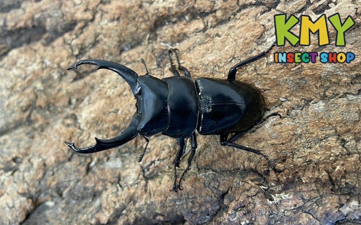 🌟新着情報🌟
ネパールコクワガタ　ペア
入荷しました！

本日12:00〜20:00まで
営業致します🈺
⏬ネットからもご購入頂けます⏬
insect-kmy.jp
