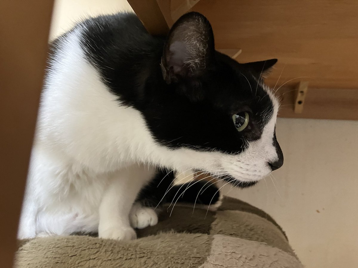 時々、ハルちゃんとなっちゃんはカーヤさんを探してる
猫達は環境の変化に敏感