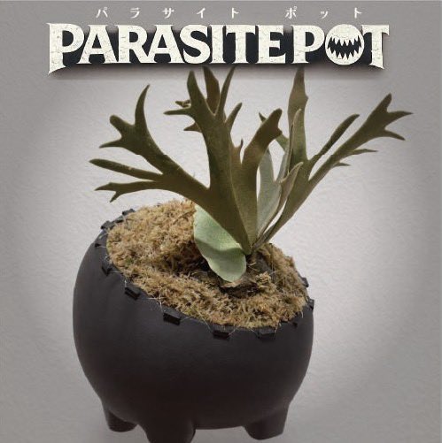 BIZARRE STAND / 古澤木型 tweet media