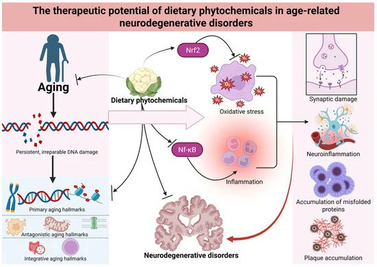 Welcome to read the #Published paper #Pharmaceuticals 

The Therapeutic Potential of Dietary Phytochemicals in Age-Related Neurodegenerative Disorders by Dareowolabi et al.

Enjoy reading:
mdpi.com/1424-8247/18/9…