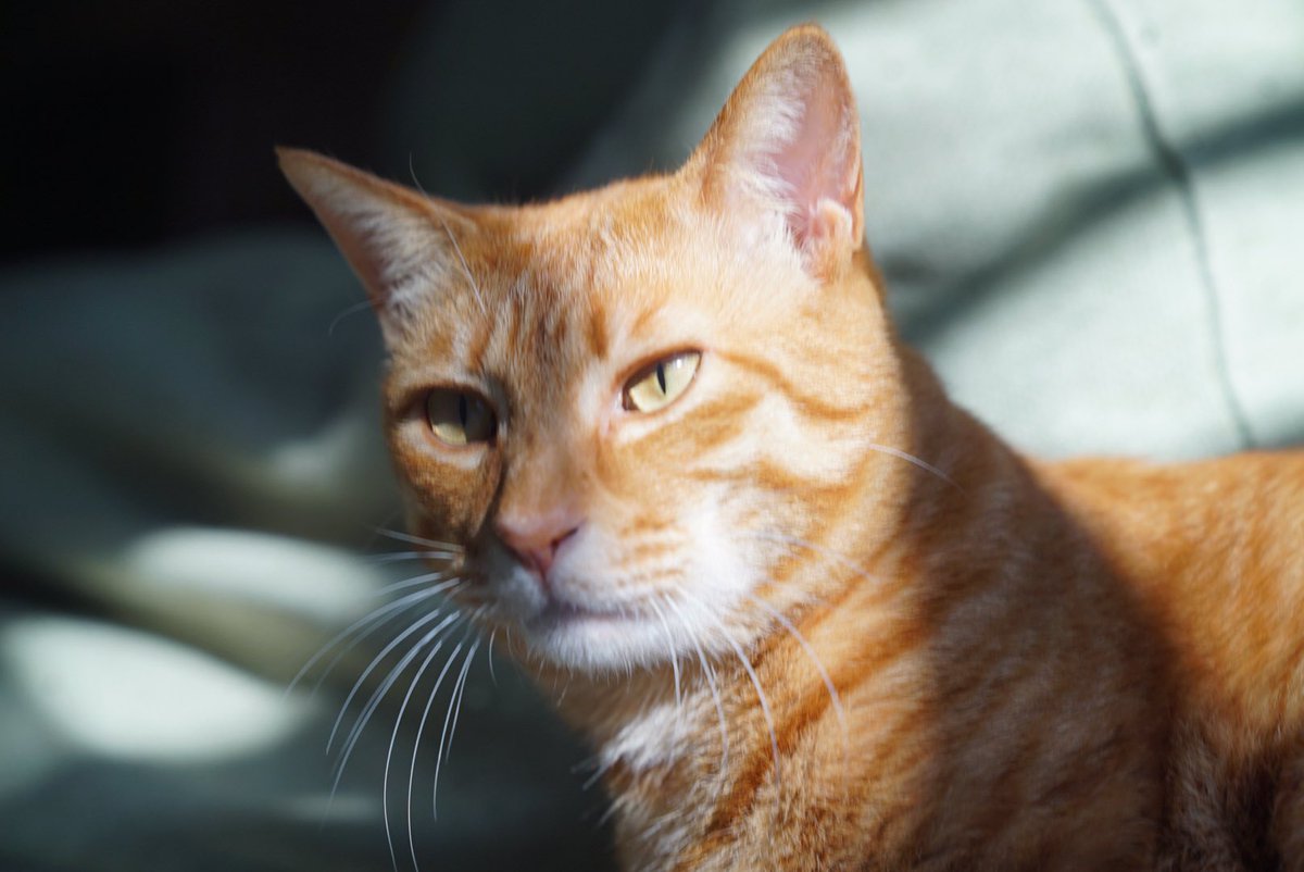 本日5時30分頃、腎不全および腫瘍で療養していた参瑚が他界しました。
2013年夏の終わりに公園で出会い、保護活動のきっかけとなった始まりの存在でもありました。
参瑚を見守り応援して下さった皆様、ありがとうございました。
今日の夕方に火葬の予定です。