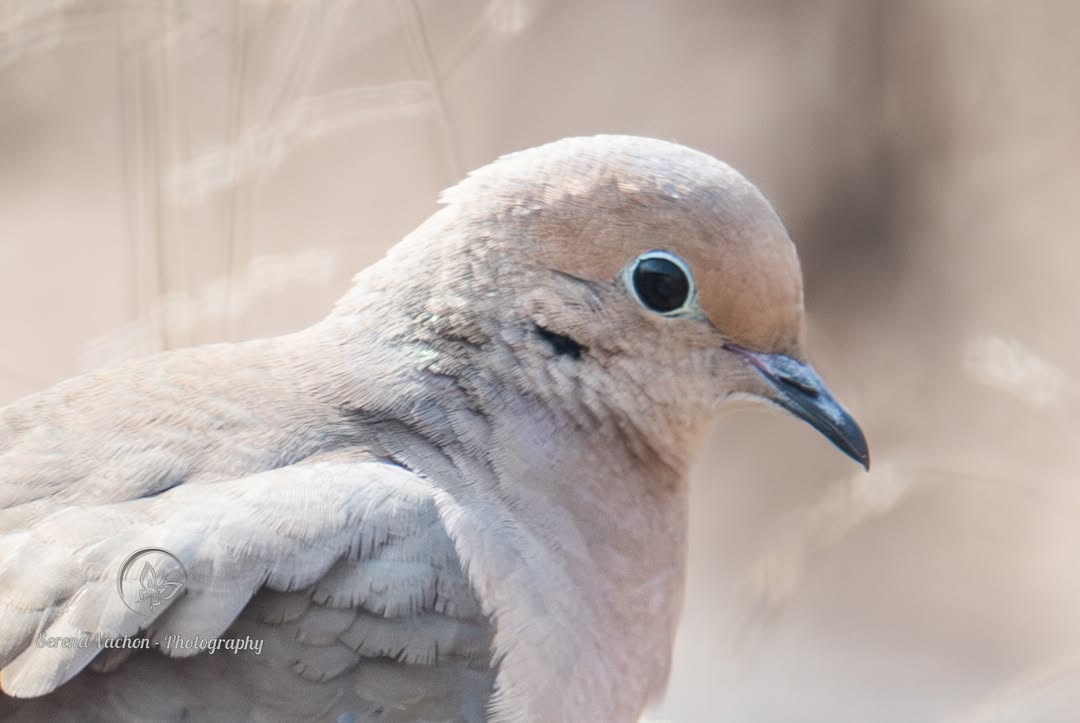 SerenaVachon's tweet image. Mourning dove #birds #birdphotography #dove #birdsofX #NaturePhotography #nature