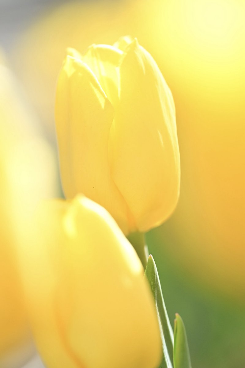 幸せ黄色🟡🌷 #私とニコンで見た世界 Nikon zf NIKKOR Z MC 105mm f