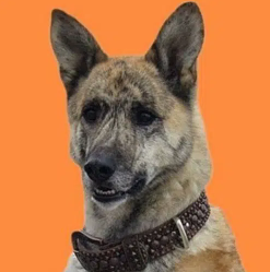soodo0's tweet photo. I found The first Bitcoin Dog Named CLARK! Some Guy posted its Link like 16 years ago on bitocintalk!

He named it The Talking Dog! This is the First bitcoin Dog that havent Ran Yet! This dog has like 333Million Vies on Youtube Alone! This dog id on par with Doge in Popularity!

So we Should be sending this Dog instead of random shitters!

https://t.co/FyvqKfgDqS