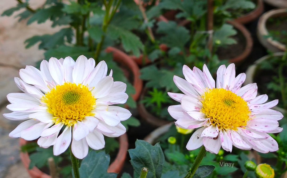 "When shall we realise that we are made for #togetherness, for #goodness, and for #compassion?"

Good morning, friends 🌻 
Happy #twosday Tuesday 😊 

#QOTD #theme_pic_India_flowers #tuesdayvibe #NatureLovers