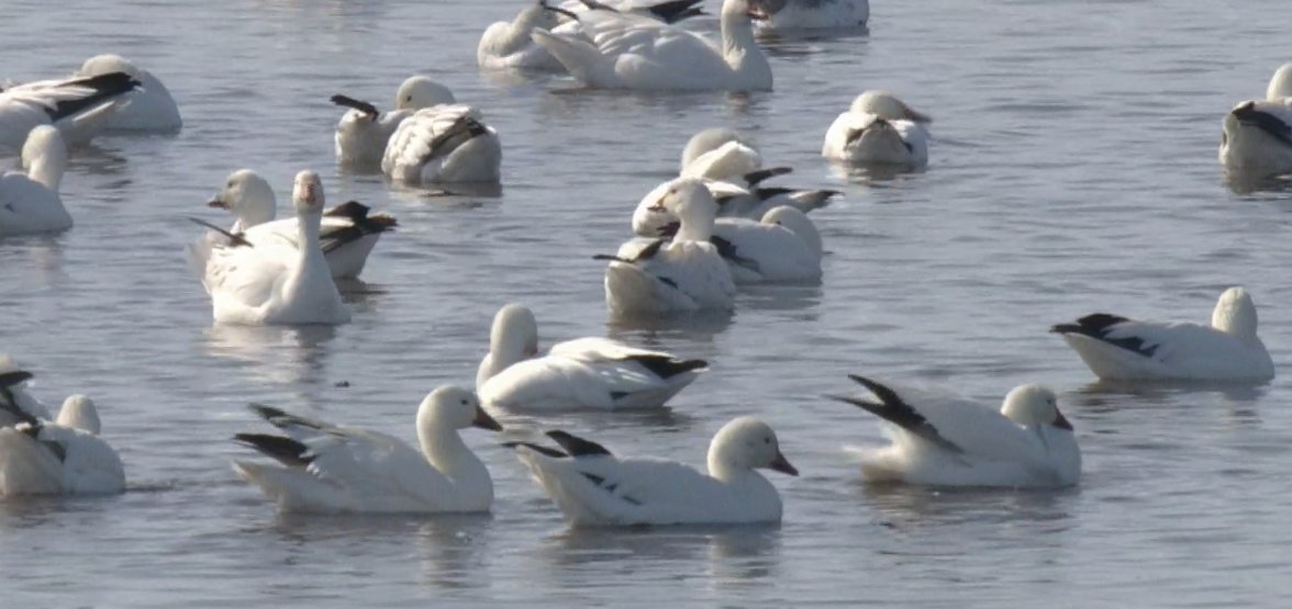 【速報】さきほど福島潟でハクガンが確認されました。潟カメラから見えますよと利用者の方から教えていただきました。数えてみたら77羽でした。福島潟での１回の記録としては2024年１月19日の52羽を越える最多記録です（ビュー福島潟調べ）（な
#福島潟　#ハクガン
