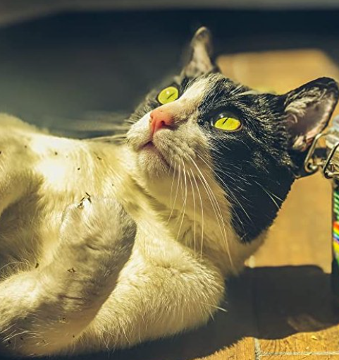 Luego de estar casi 5 días internado recibiendo fluidos y alimentación asistida nuestro amigo Steven ha emprendido el viaje este pasado Viernes. 

Llegó a nuestras vidas sin esperarlo y de esa misma manera se ha ido dejando en todos los que conocimos un sin fin de recuerdos