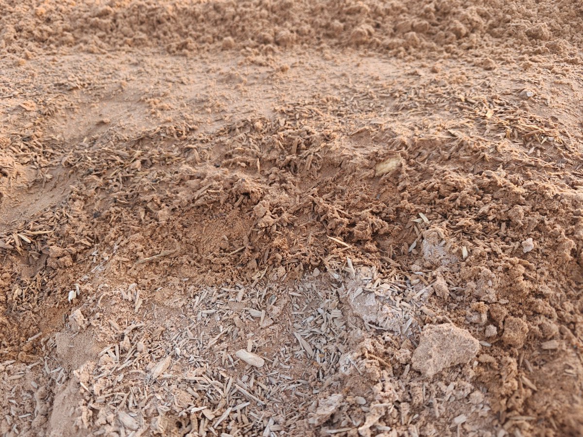 今年のリヤドのダート