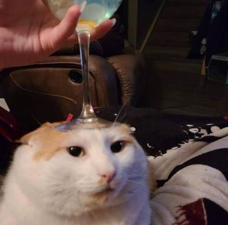 Punch Cat (@punchingcat) on Twitter photo 