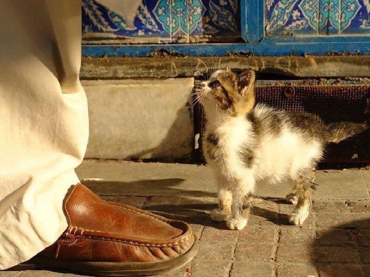 • (@purhaya) on Twitter photo 