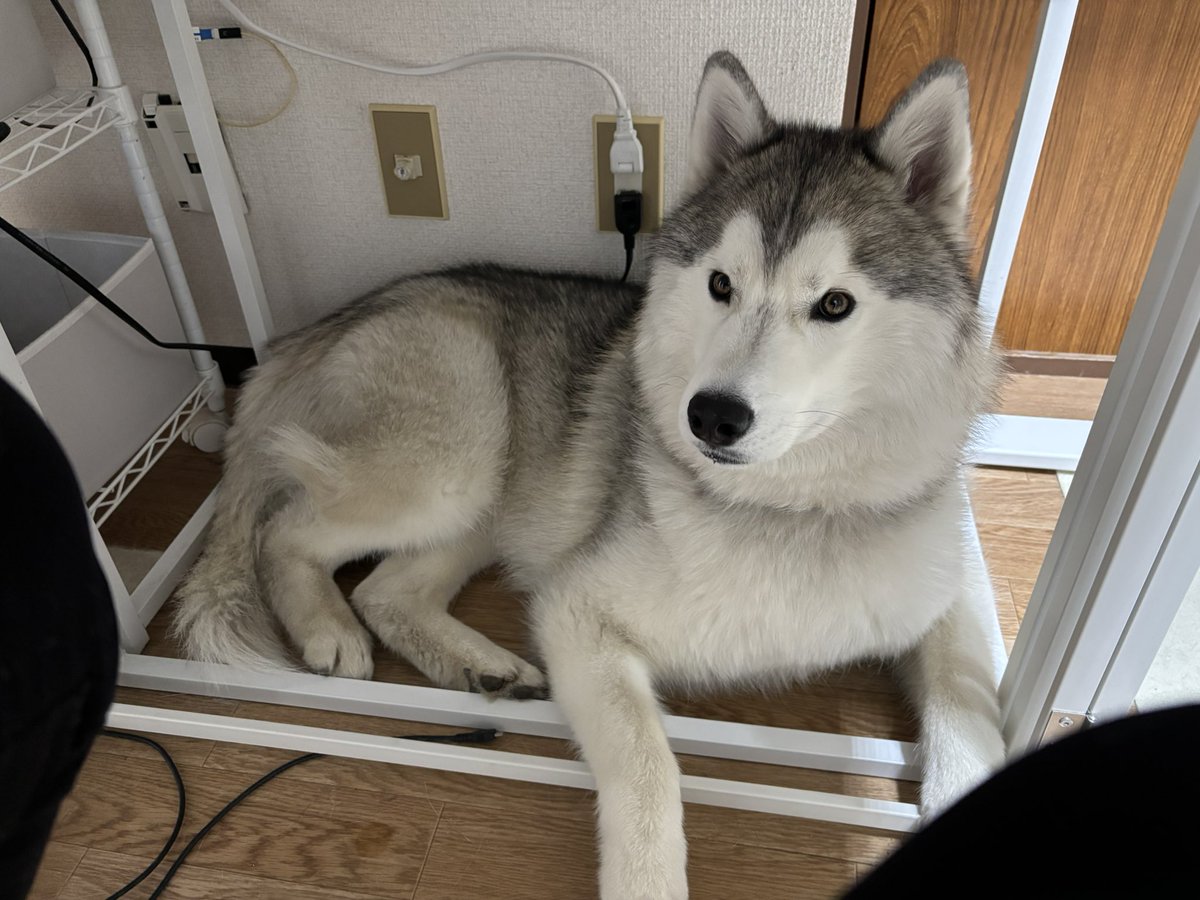 ガブちゃん (@rn2312412) / Posts / X