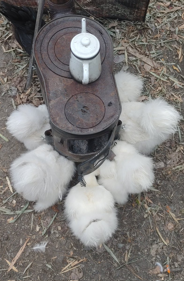 ﾀｺﾒﾝﾁ🐙2/8→西3_G67b (@dtgkun) / Posts / X