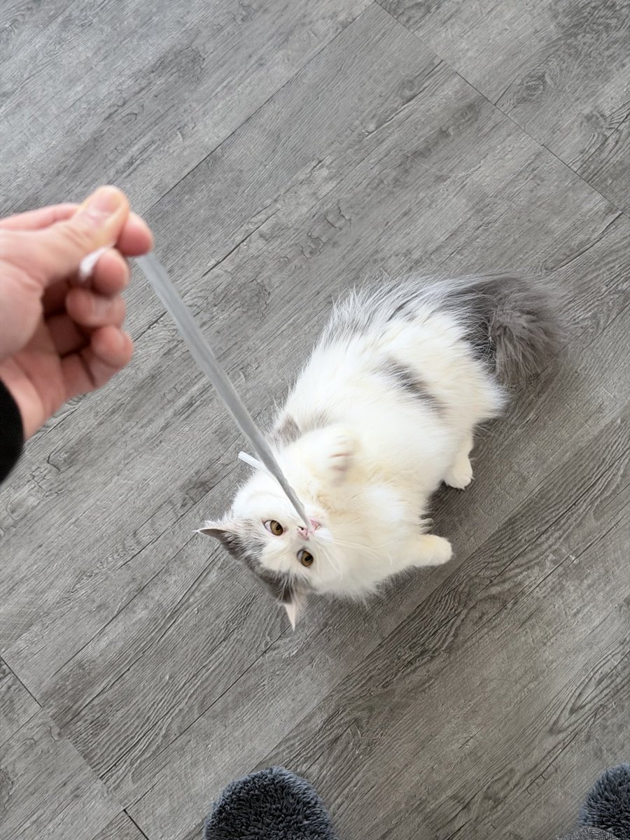 古屋 呂敏 / Furuya Robin / ロビン tweet media