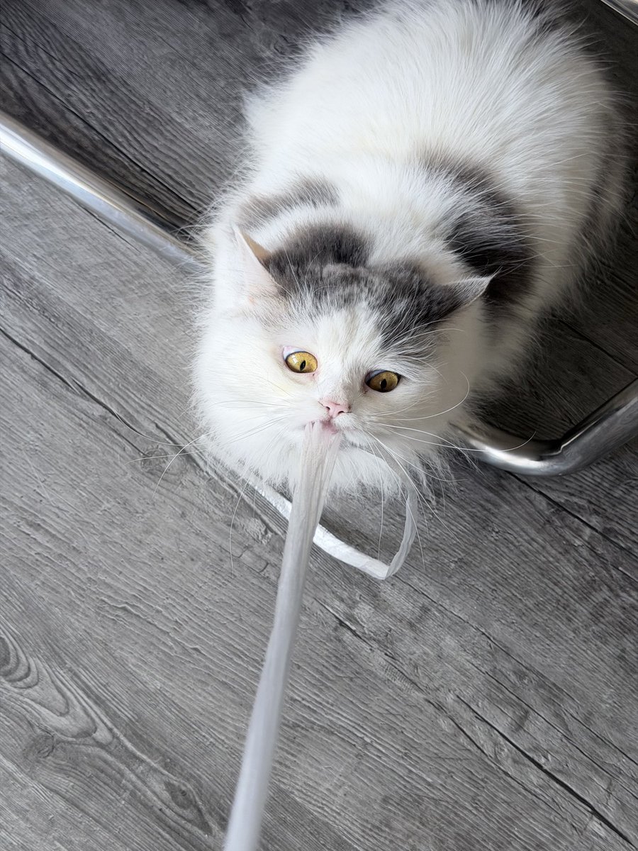 古屋 呂敏 / Furuya Robin / ロビン tweet media