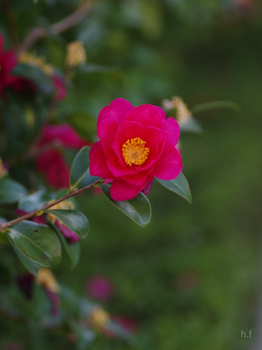 Hiroshi Furukawa tweet media