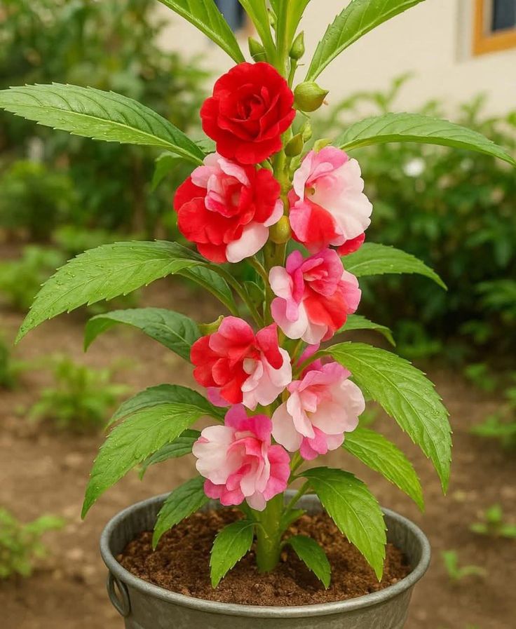 Patrick Lawson tweet media