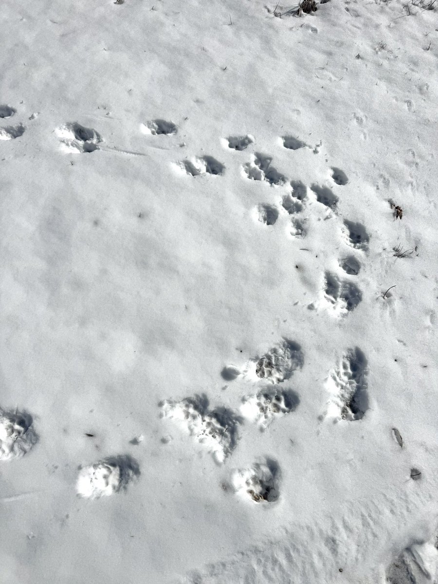 うちの犬可愛いから見て🐶
雪をパクパク食べてた。笑
雪が好きみたい。
スキー場連れて行きたい😆

#アメコカ
#アメリカンコッカースパニエル