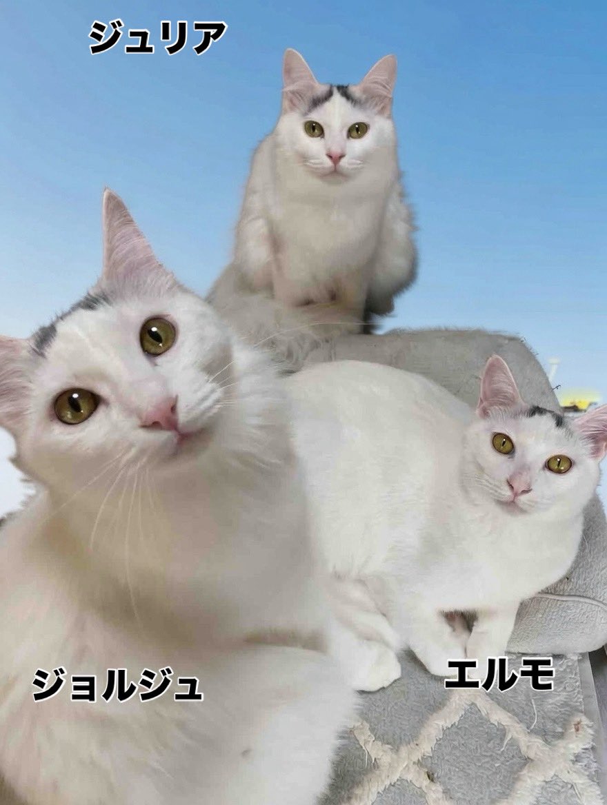 猫カフェみーちゃみーちょ (@miciamicio_neko) / Posts / X