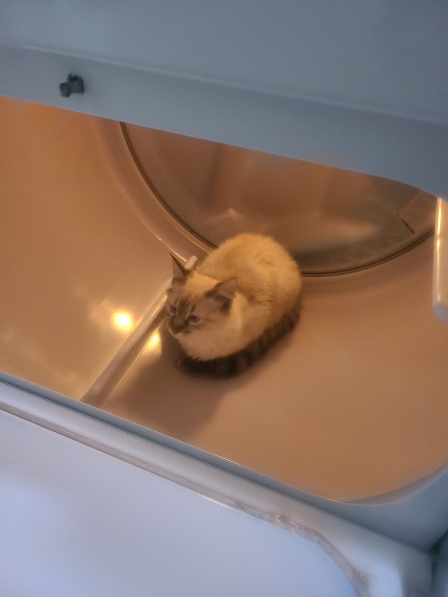 Muffins always be tryin out new lounging spaces
