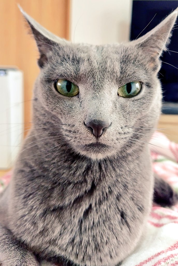 ロシアンブルー