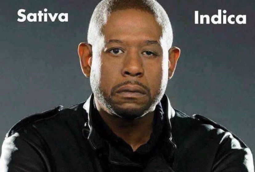 STONERS R US 🍃 tweet media