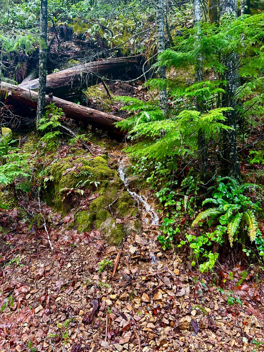 BobbySmash1985's tweet photo. #Oregon #Sweethomeoregon #PacificaNorthwest #bestlife https://t.co/r6eYhyQpIx