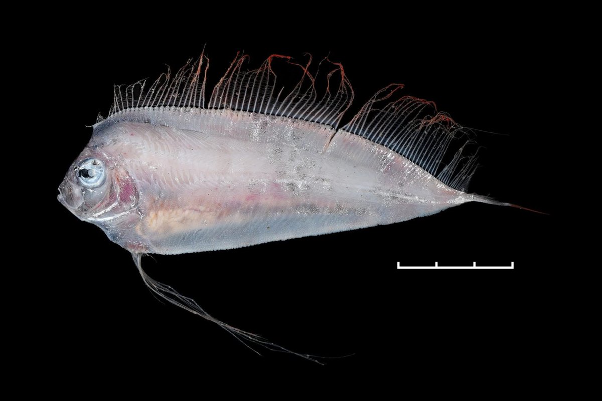 Desmodema polystictum
2026.02.09
Donggong
