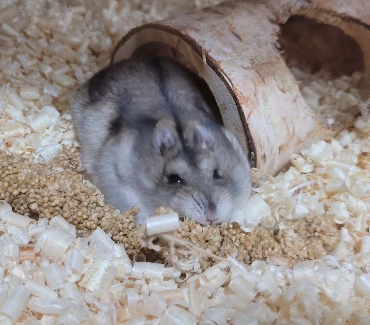 아기토끼
아기토끼