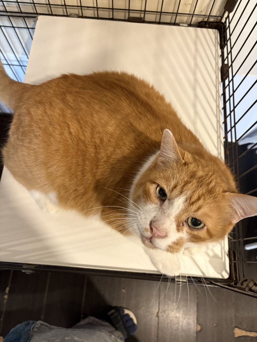 2月10日(火)
開店しております！
#ミーシス

ごはんまだかな吉
今日もねこと楽しいひとときを〜