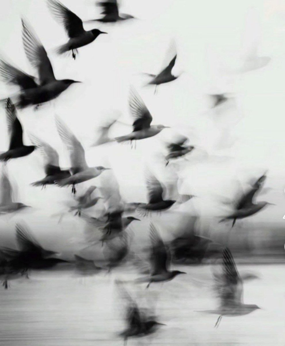 و سلام بر آنان که دیگر با هیچ پروازی به این دنیا باز نمی گردند.🖤