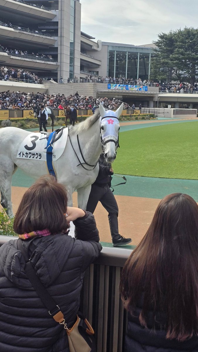パドックの人たちから『可愛い…』って言わてたイトカワサクラさん