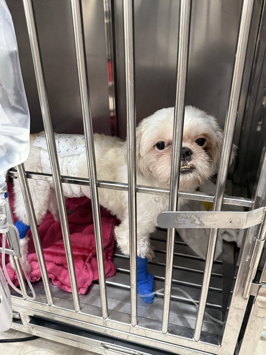 อาการไม่ดีขึ้นเลย วันนี้ซึมแบบเห็นได้ชัด ยายมาหาก็เมิน ไม่กระดิกหาง ไม่เห่า ไม่พุ่งใส่เหมือนปกติ ต้องแอดมิทเพิ่ม มุแง้ 😭