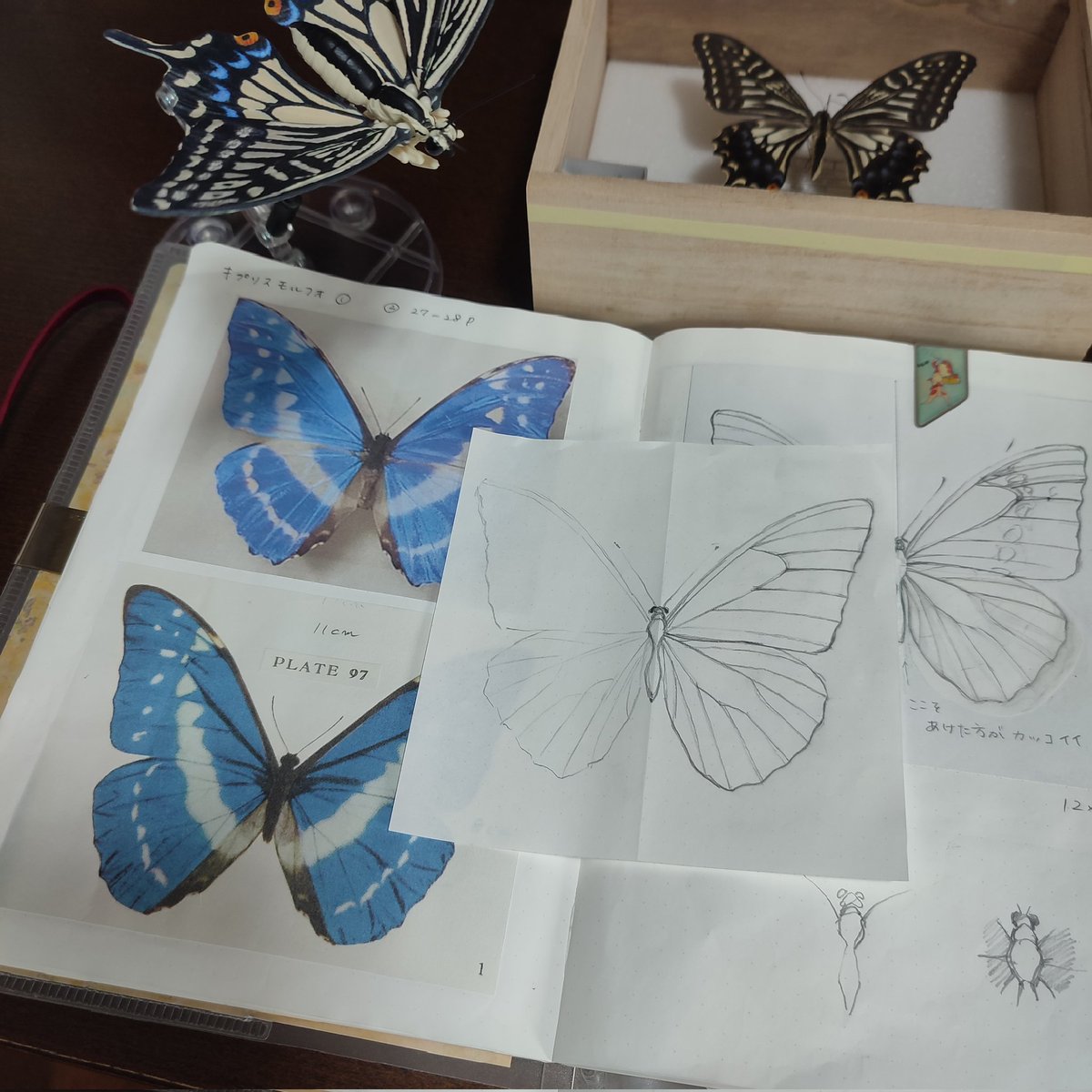 蝶まみれ🦋蝶の解像度を上げるために色々購入しました。翅の形だけでなく、頭や胴体、足がどんな風になっているのか色々勉強しています。
あと、世界で最も美しいとされるキプリスモルフォを実物の美しさに寄せながら、もう少し描いてみようかと思います。