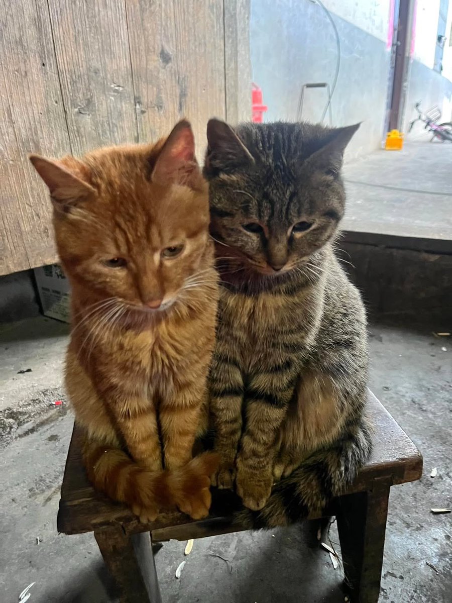 BestOfMeow's tweet photo. https://t.co/9YmxPbiiG4