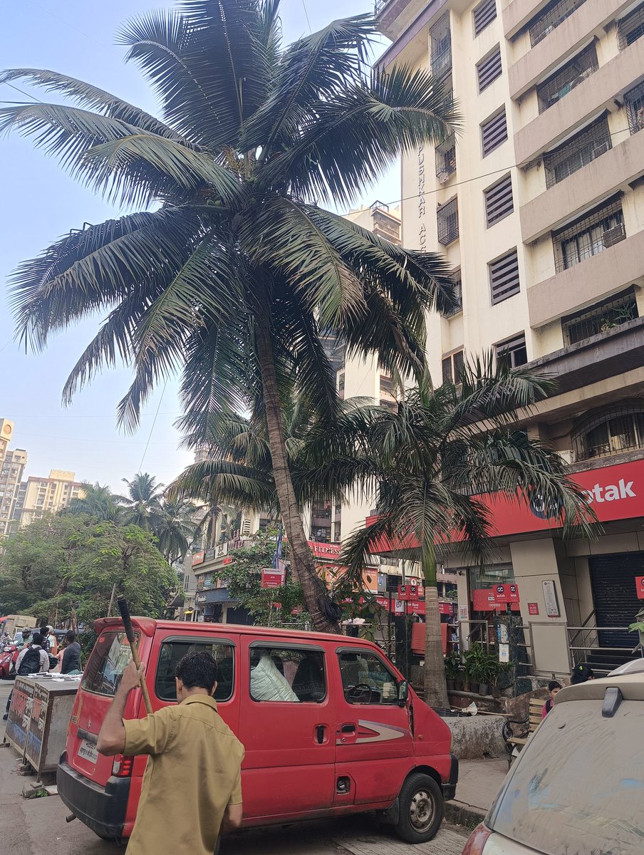 anand010179's tweet photo. लोखंडवाला सर्कल कोटक महिंद्रा बँक समोर कांदिवली पूर्व समोरील नारळाच्या फांद्या मोठ्या प्रमाणात वाढल्या असून कृपया तातडी नारळाच्या फांद्या ची छाटणी करावी.9821345889 @mybmc @mybmcWardRS https://t.co/mt0p3tZw5P
