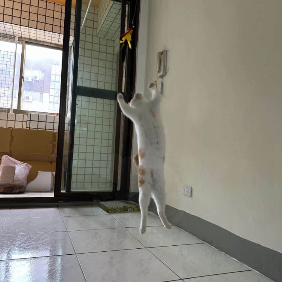 今日は羽つき